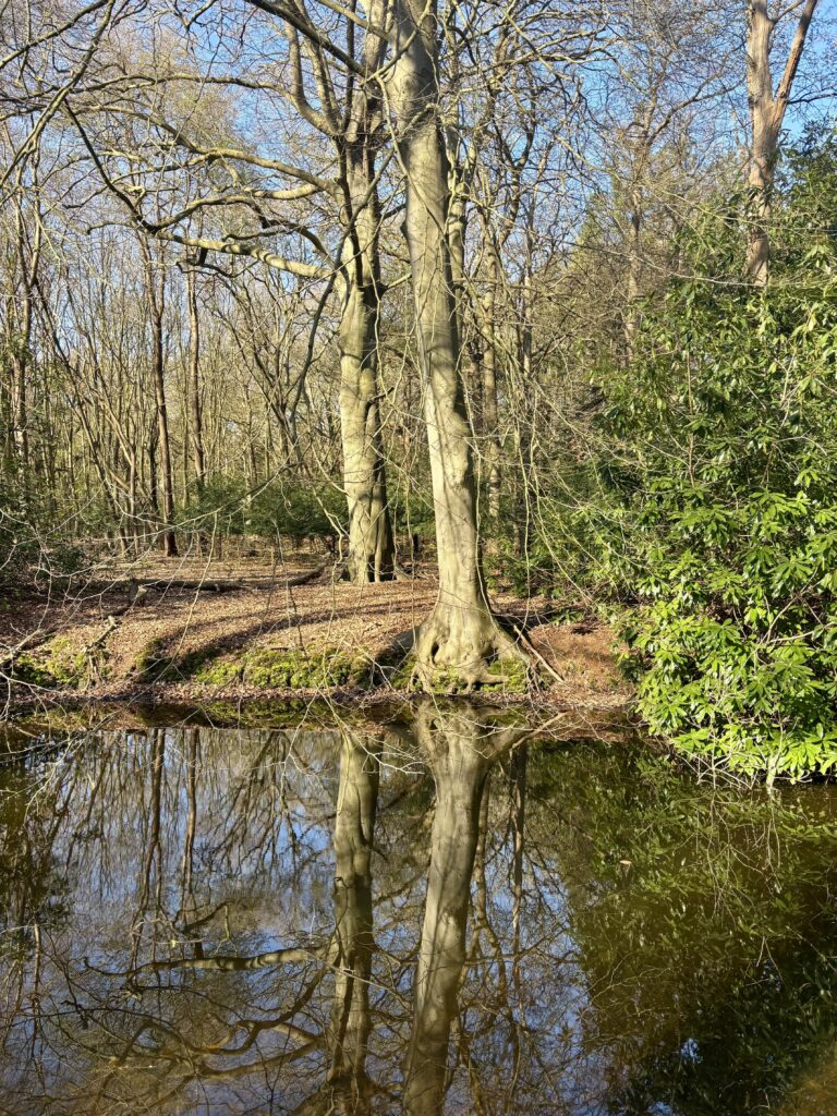 trees for all