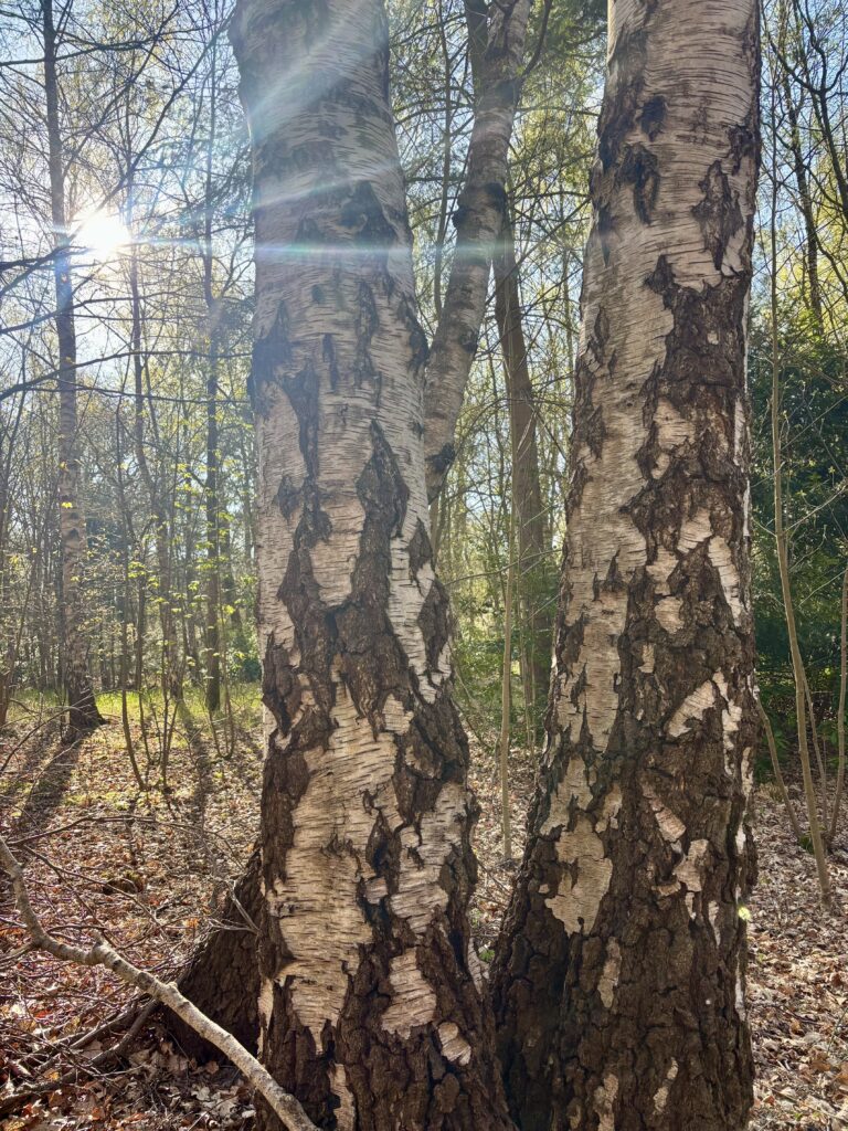 trees for all