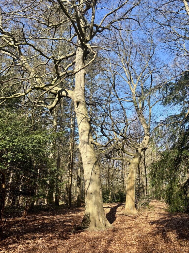bomen planten voor earth day
