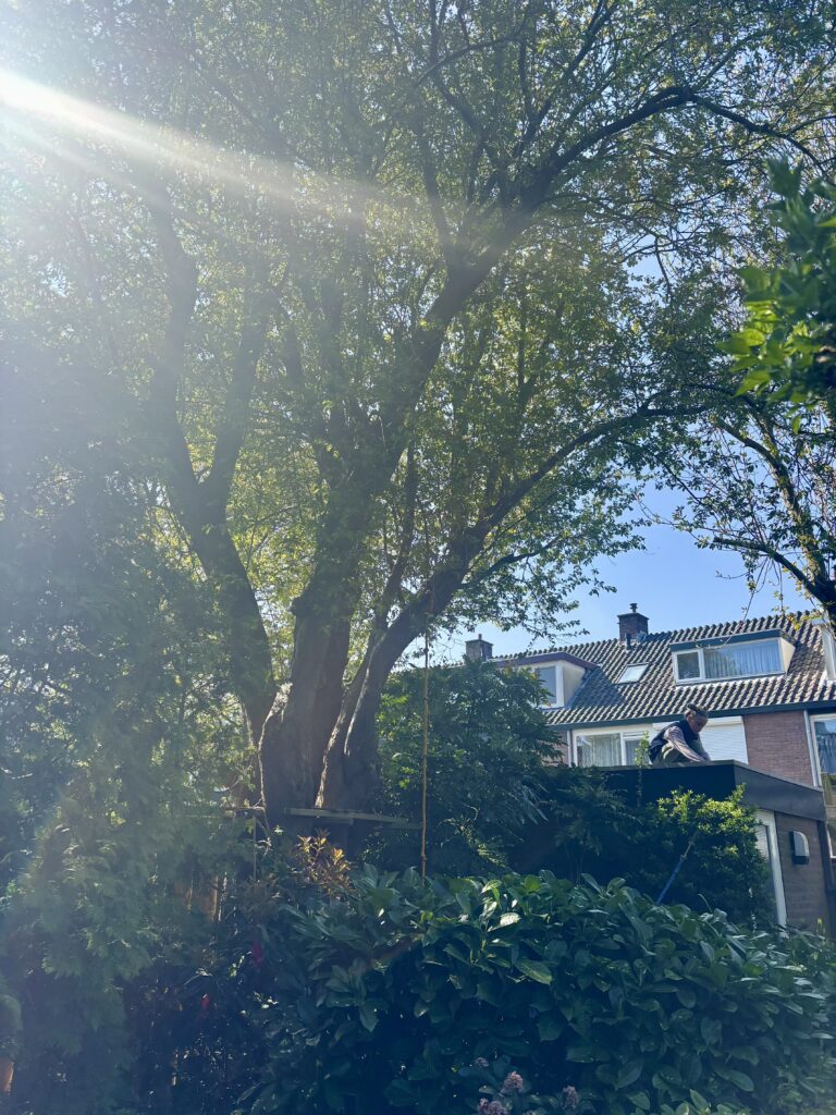 de groene mama