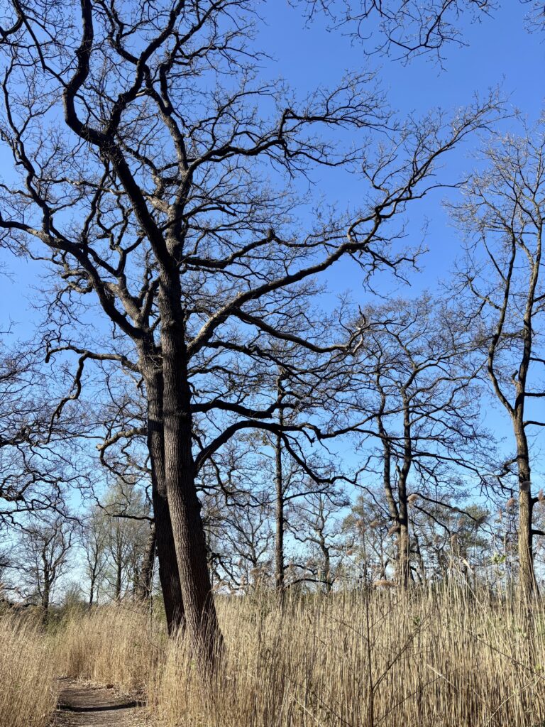 earth day