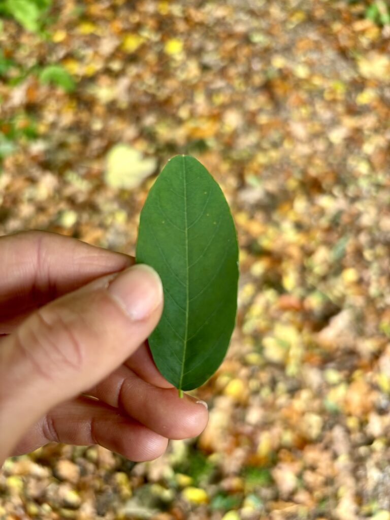 Liefde voor de natuur