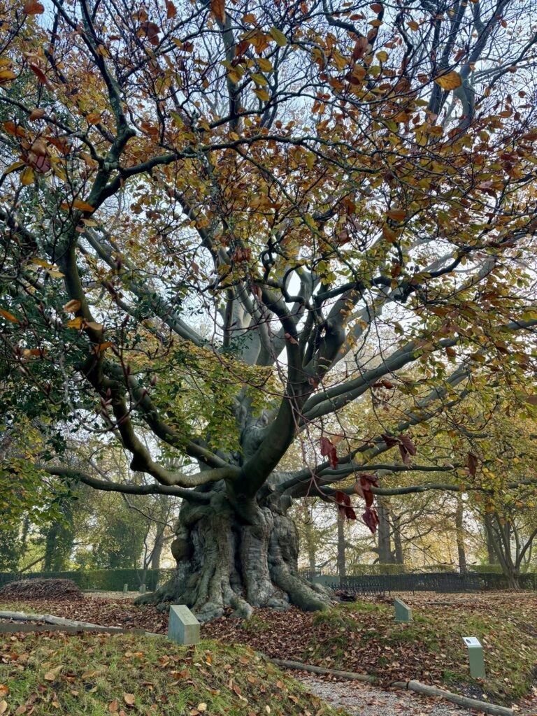 De oude beuk begraaafplaats groenesteeg