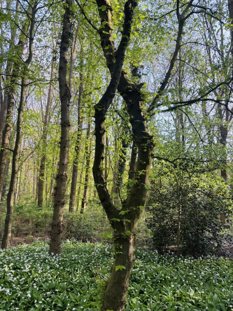 Verandering en zelf sabotage