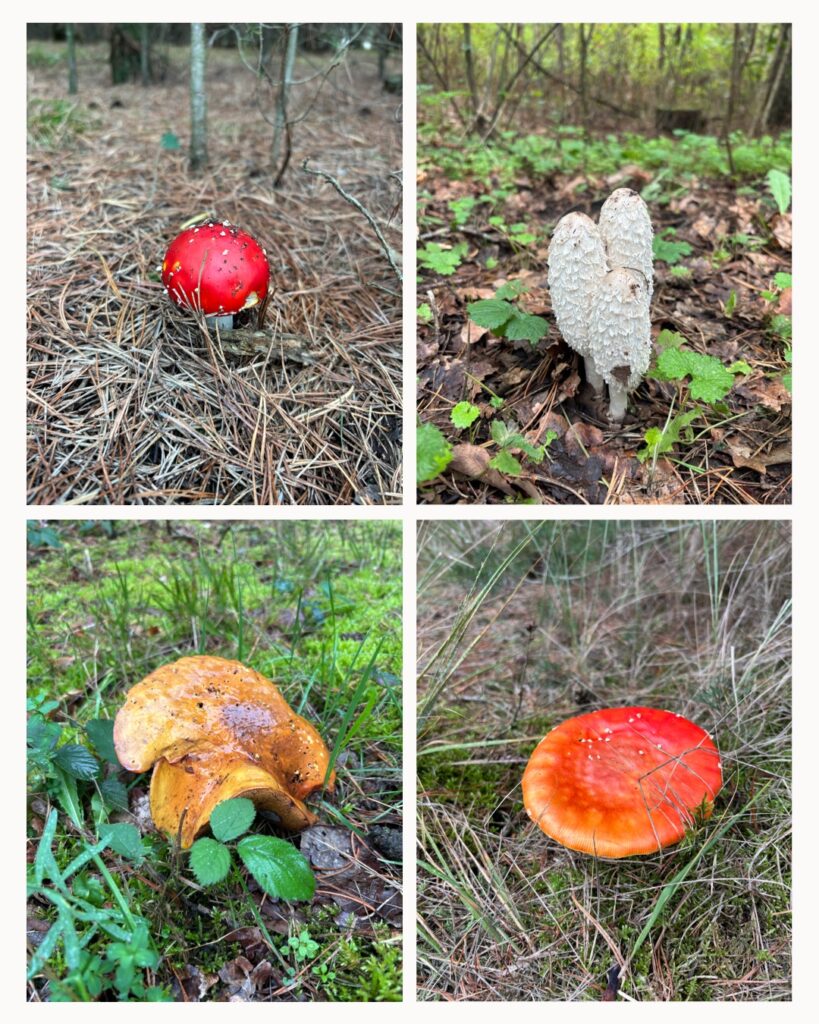 Paddenstoelen herfst 