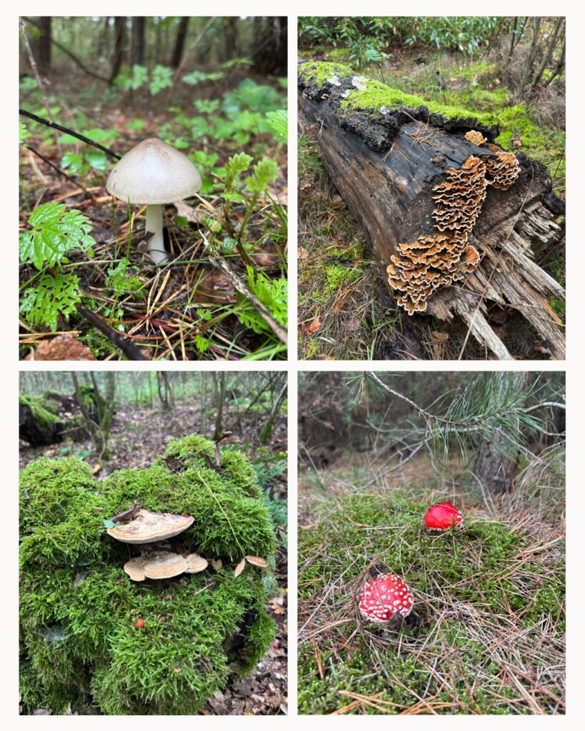Paddenstoelen herfst